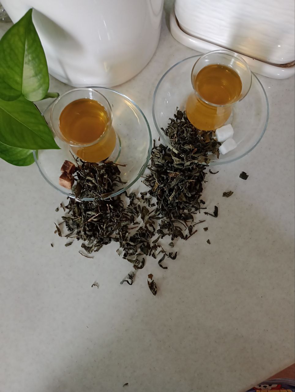 photo_2024-04-22_06-55-00 خرید چای سبز